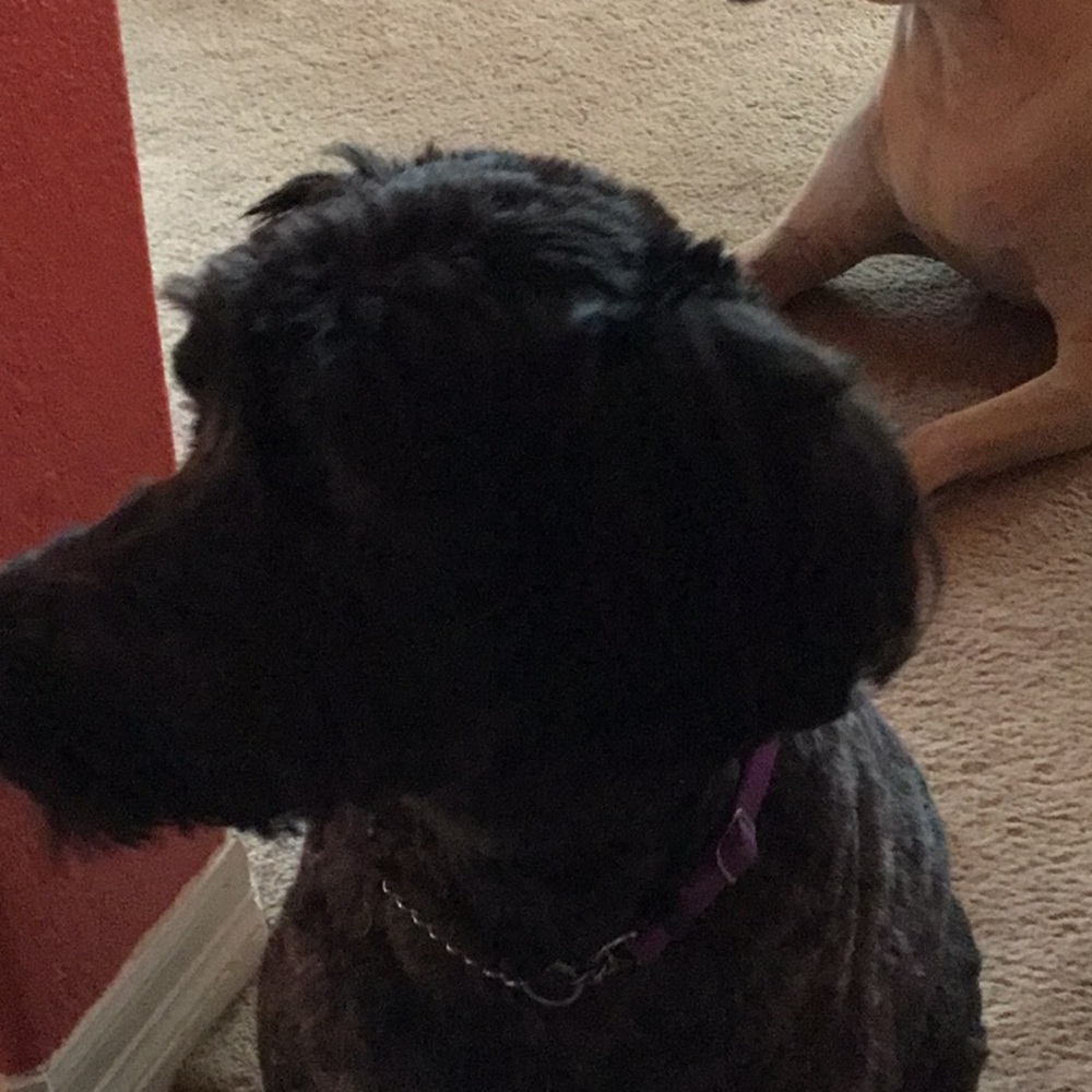 Meet your Posher, Lisa